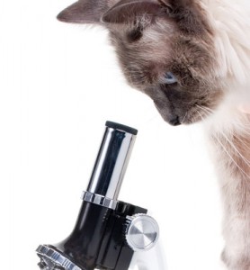 cat_microscope